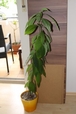 Avocado - 13.05.2009.jpg