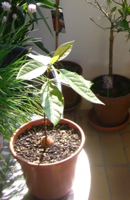Avocado - 01.06.2008.jpg