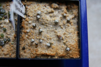Astrophytum myriostigma v. quadricostatum - 13.05.2009 - 1.jpg