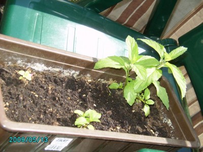 PICT0137.JPG
