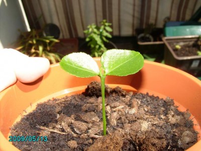 PICT0143.JPG
