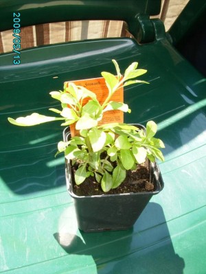 PICT0142.JPG
