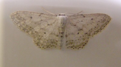 10.05.09 falterchen.jpg