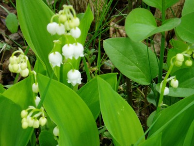 Maiglöckchen geöffnet.JPG