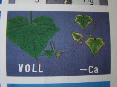 quelle.sachweh-grundlagen des gartenbaus.jpg