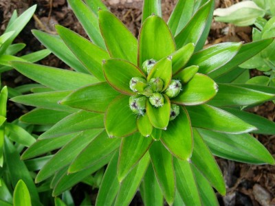 Lilienknospen.JPG