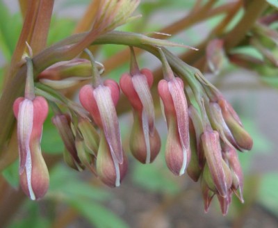 Tränendes Herz2.jpg