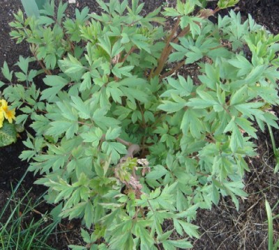 Tränendes Herz April.jpg