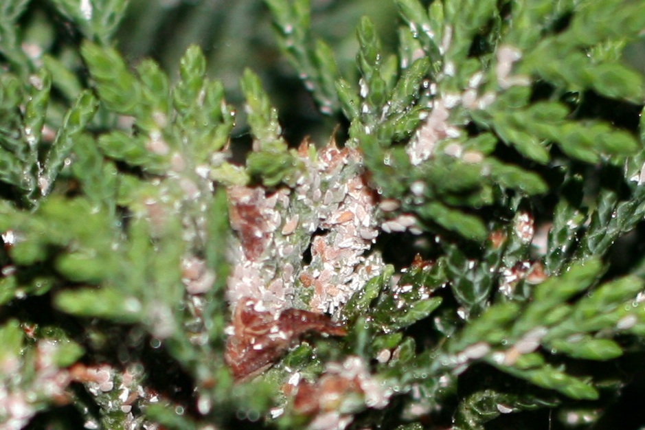 thuja woodwardii Globe Cedar: Thuja occidentalis 'Woodwardii' – Promise Supply main image 0