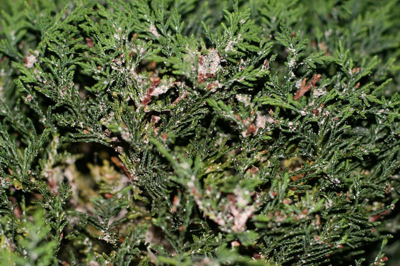 Thuja mit Lusen?  Pflanzenkrankheiten & Schdlinge  GREEN24 Pflanzen &  Garten Forum
