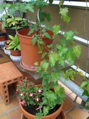 DSC01421-Birke.jpg