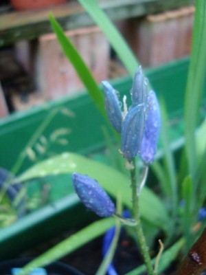 DSC01391-Camassia.jpg