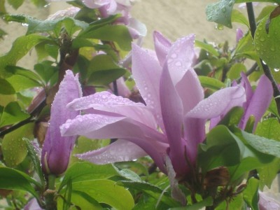 DSC01346-Magnolie in der Nachbarschaft.jpg