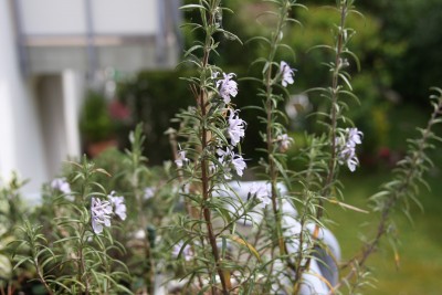 Rosmarin - 13.05.2009.jpg