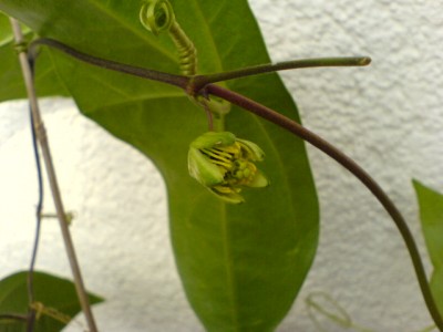 Passiblüten2007 016.jpg