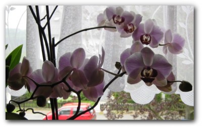 Magical Snap - 2009.05.14 13.39 - 008.jpg