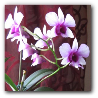 Magical Snap - 2009.05.14 12.42 - 002.jpg