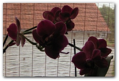 Magical Snap - 2009.05.14 12.42 - 003.jpg