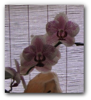 Magical Snap - 2009.05.14 12.43 - 004.jpg