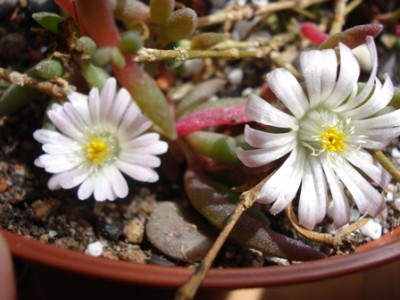 Delosperma spec. Beaufort West.jpg