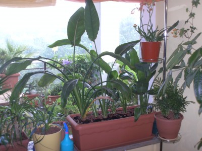PICT0009.JPG