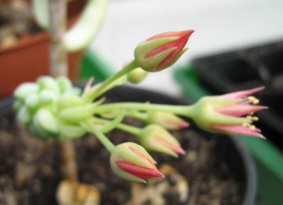 IMG_1033 Sedum morganianum.jpg