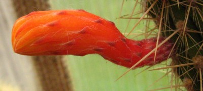 IMG_1031 Cleistocactus baumannii.jpg