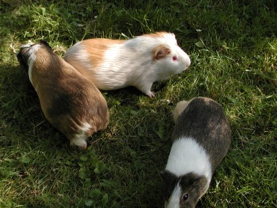 meerschweinchen unten trixi, rote augen tina und tina.JPG
