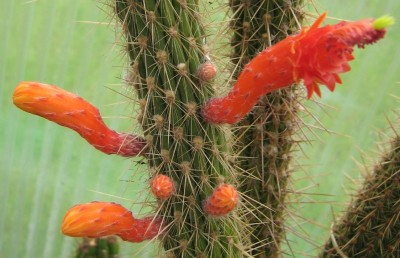 IMG_1028 Cleistocactus baumannii.jpg
