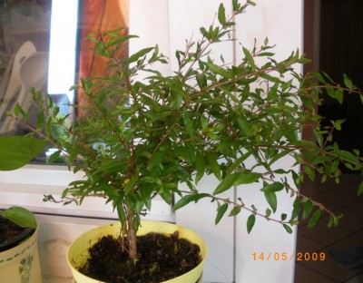 Granatapfel-Geschenk 14.05.2009 2.jpg
