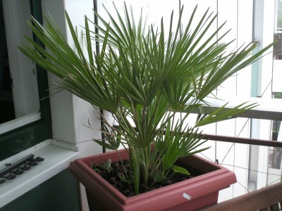 PICT0016.JPG