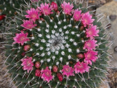 02-Mammilaria-spec.JPG