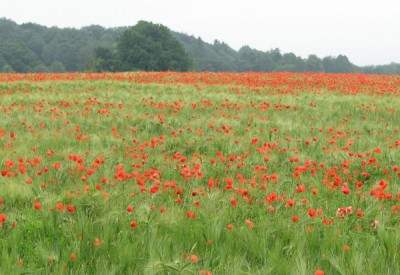 IMG Mohnlandschaft_1_3_1.JPG