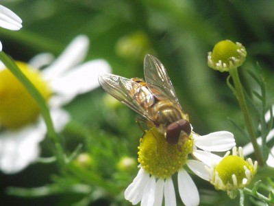 Episyrphus-balteatus-m-1.jpg