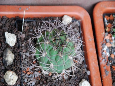 dsc_4994_1.jpg