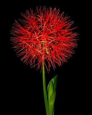 scadoxus.jpg