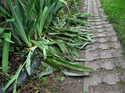 img_1735.jpg