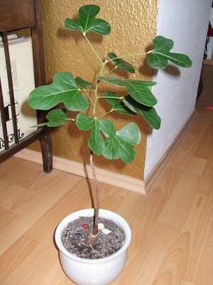 DSCF6482.JPG
