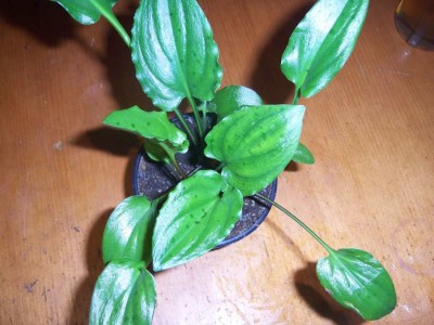 100_4710.JPG