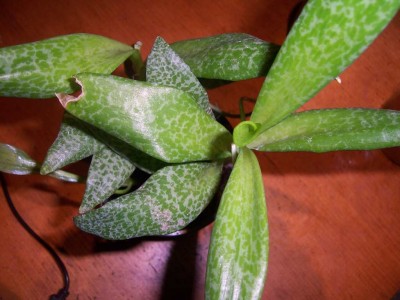 100_4715.JPG