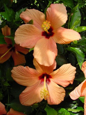 Hibiskusblüte.jpg