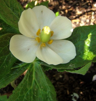 01.05.09 maiapfel.jpg