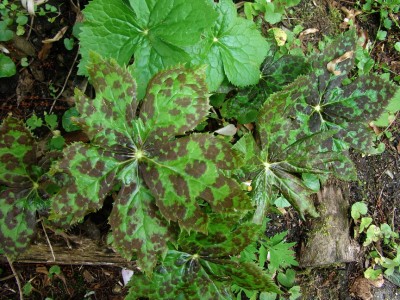 01.05.09 517-podophyllum hexandrum.jpg