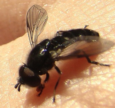 07.05.09 schwebfliege oder nicht.jpg