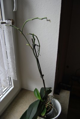 DSC_0055.jpg
