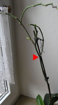 DSC_0055 Kopie.jpg