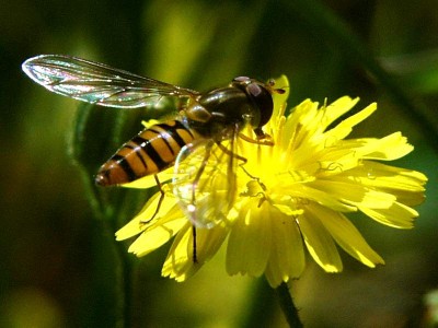 schwebfliege-Episyrphus-balteatus-BSB-1999.jpg