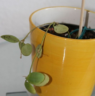 Hoya Brevialata.jpg