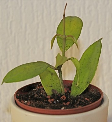 Hoya Neoebudica.jpg