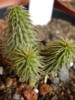 Huernia pillansii.jpg
